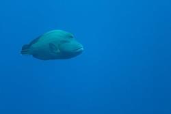 Divepoint Dive Centre